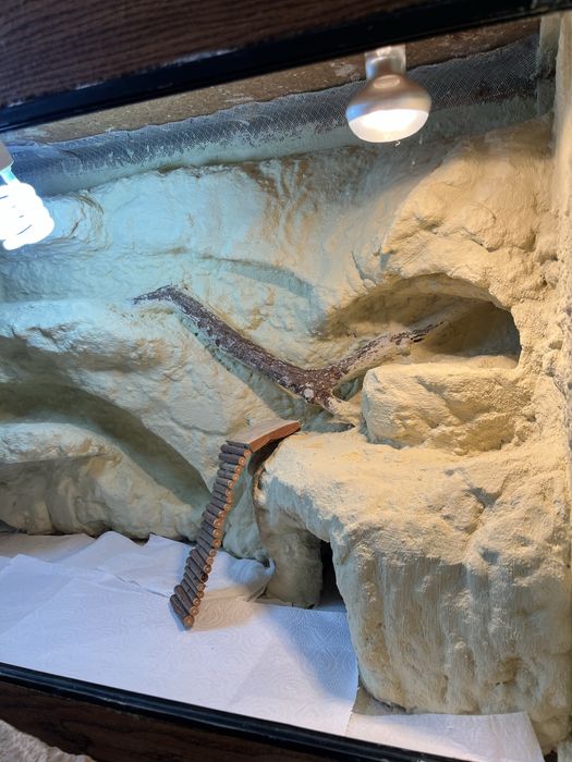 ODNOWIONE Terrarium piaskowe agama brodata + progamator czasowy