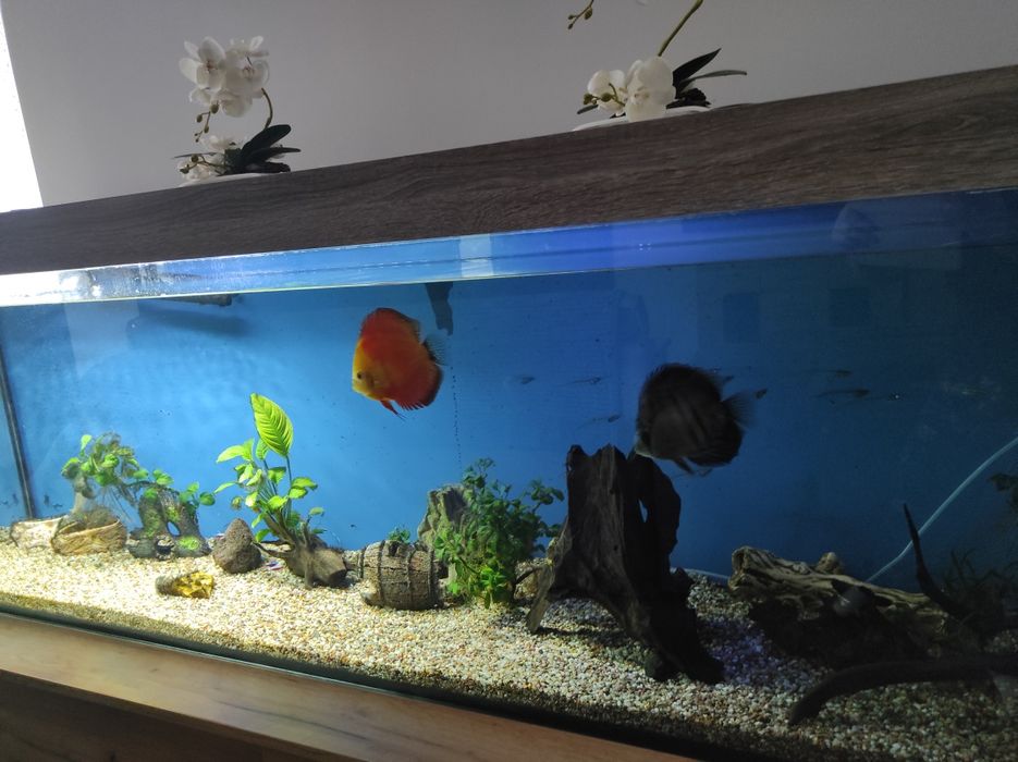 Sprzedam akwarium 600l