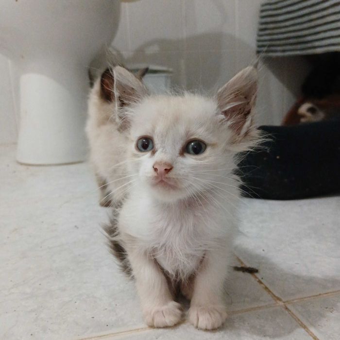 Gatinhos para adoção responsável
