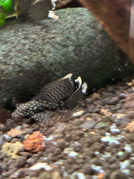 Peixe ancistrus juvenis