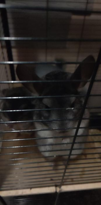 Trzy młode szynszyle