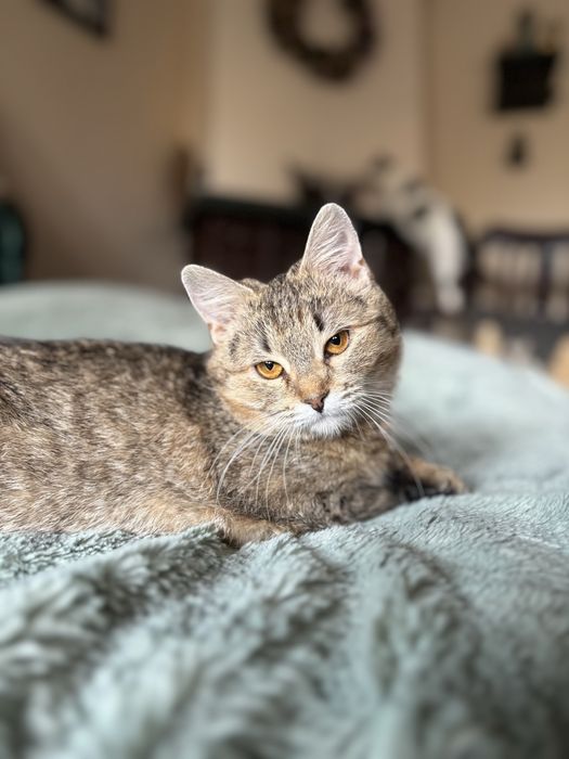 6 miesieczna kotka szuka domu