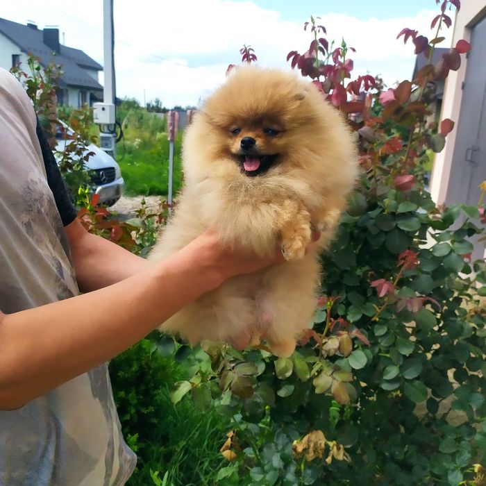 Тримісячна дівчинка без вад КСУ