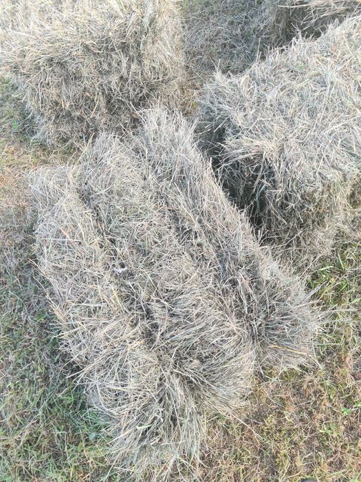 Sprzedam siano w kostkach