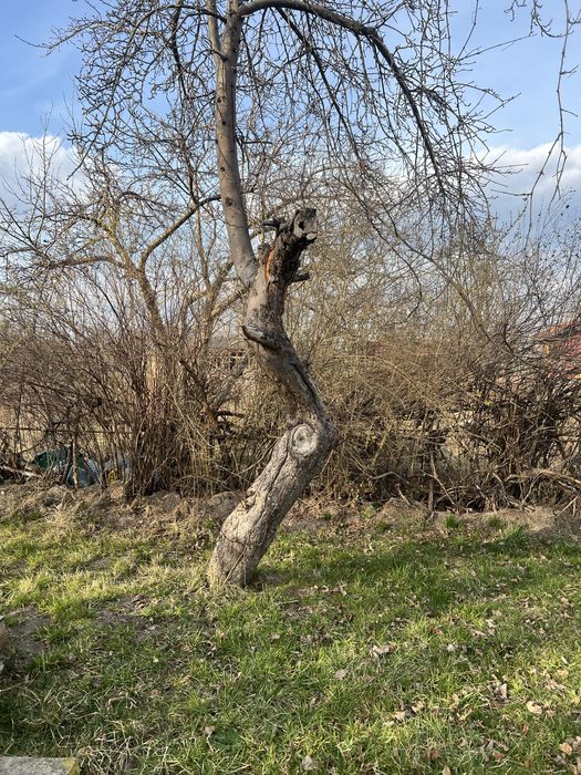 Oddam drewno z jablonki za wycinke