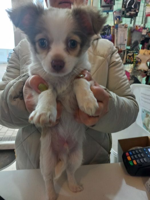 Продаю  цуцен Чихуахуа.