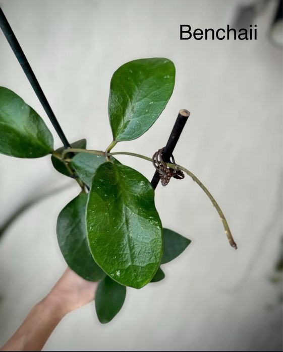 Хойя срезом sabah, benchaii seed 002, patella pink