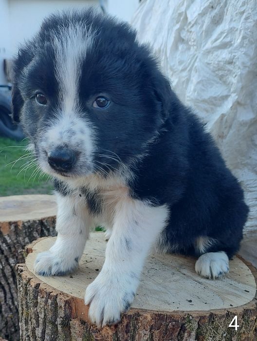 Szczeniak pies border collie