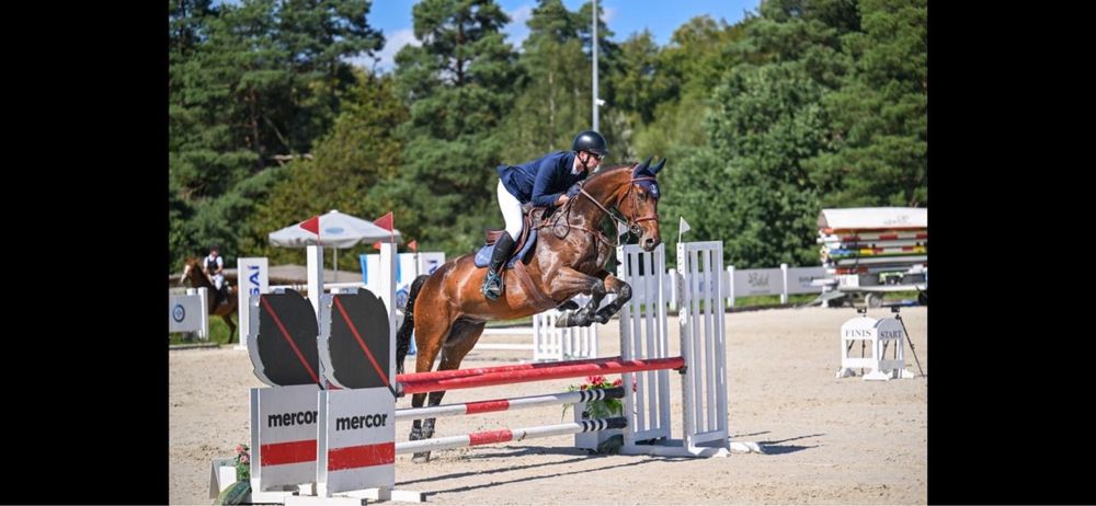 Koń profesor dla juniora/ amatora!