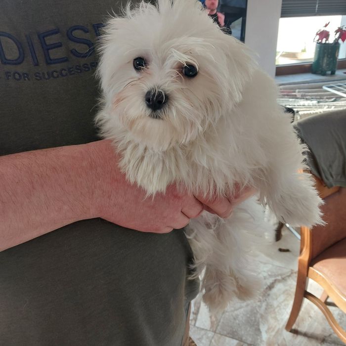 Śliczny samiec maltańczyk