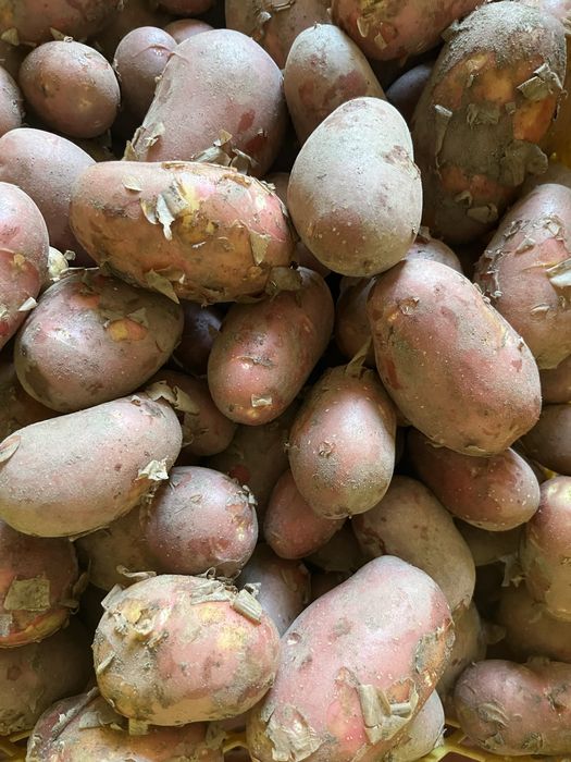 Warzywa z własnej uprawy ziemniaki, buraki, marchew, dynie