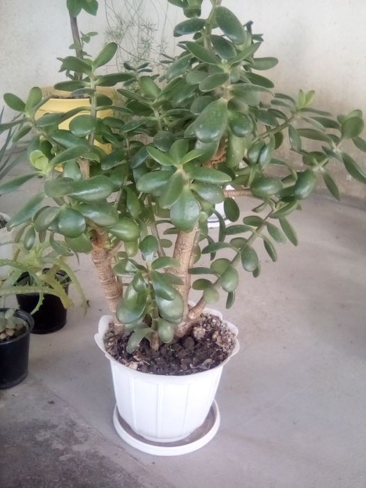 Продам денежное дерево