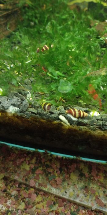 Ślimak Helenka..