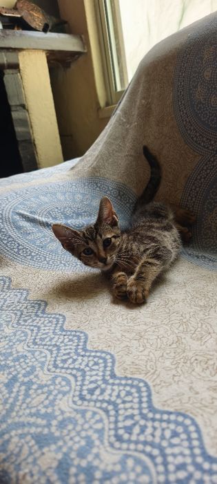 Gatinhos para adoção