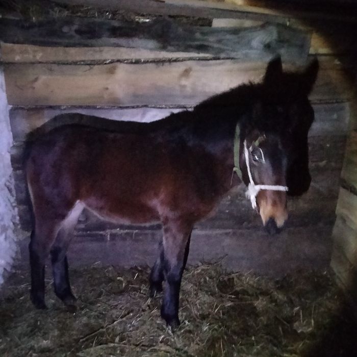 Лоша дев'яти місячне