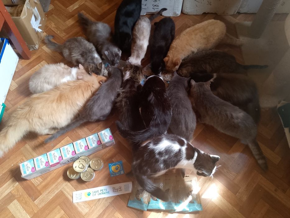 Коти, тварини, безкоштовно