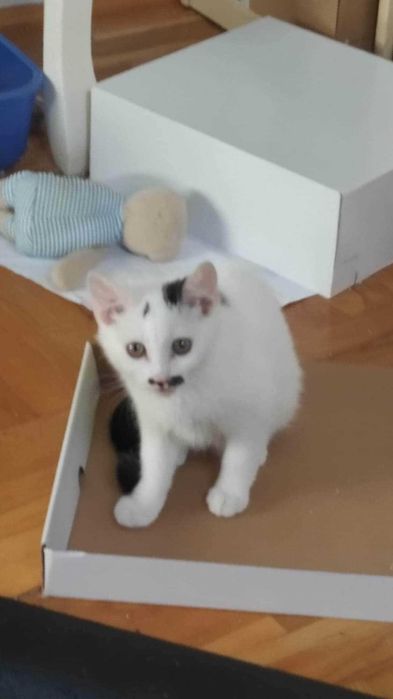 Delikatna Misia do adopcji