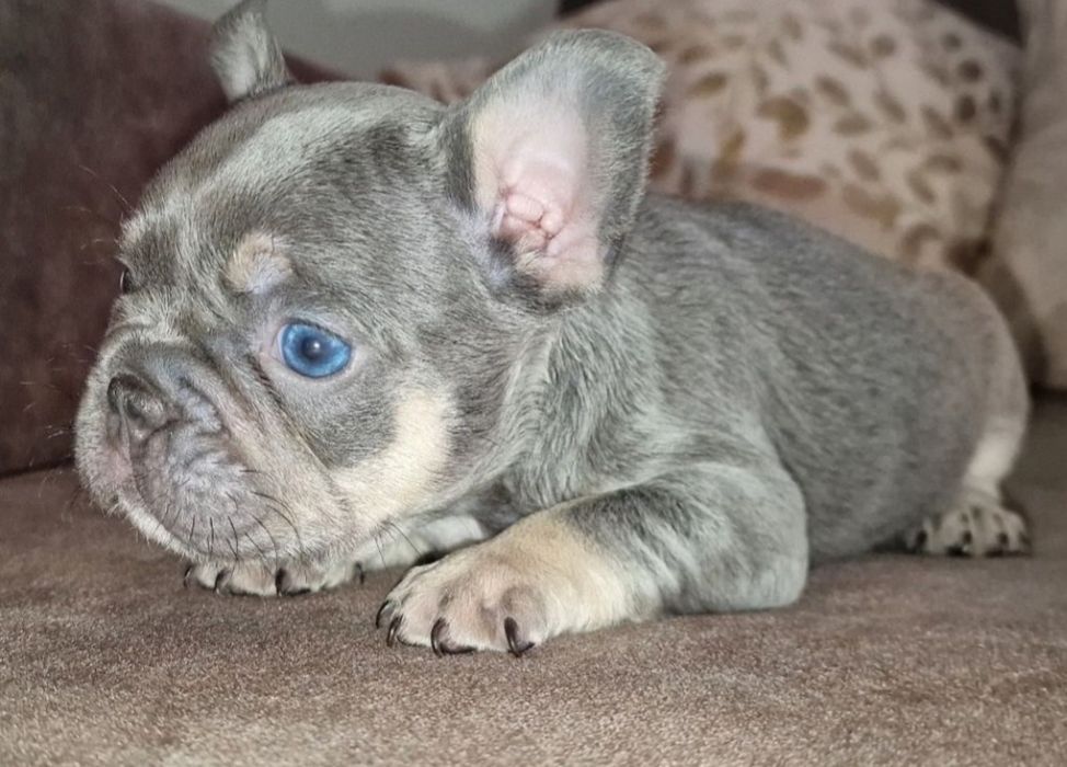 Bulldog francês linhagem superior