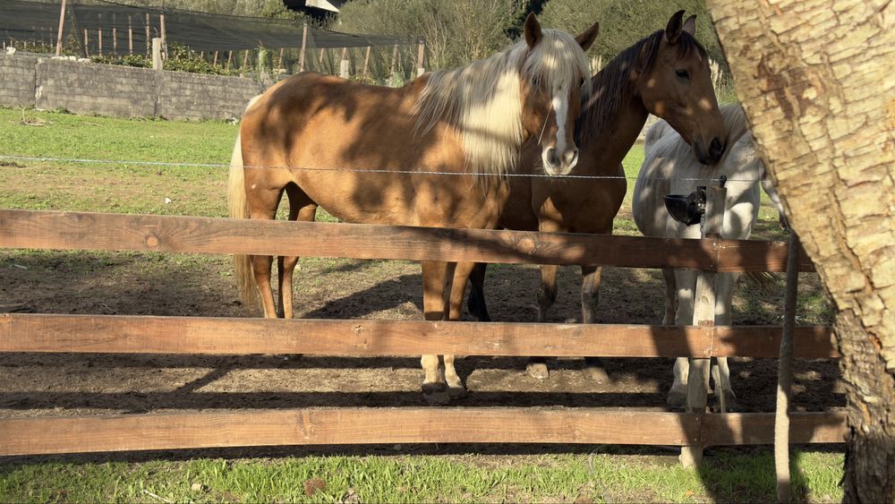 Aceito Troca Egua Palomina super mansa