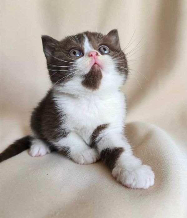Gatinha British Shorthair com Lop