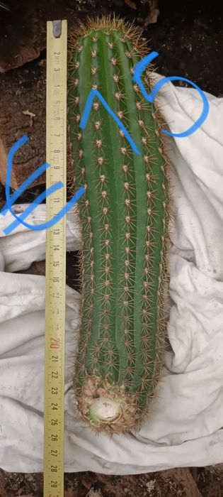 Catos.               .