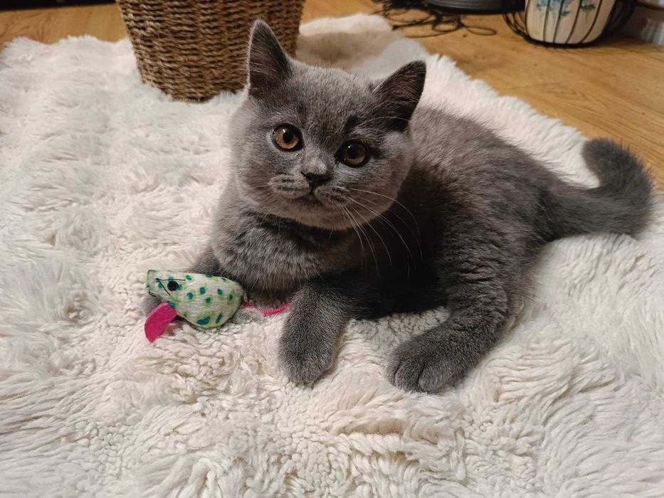 Kotek brytyjski krótkowłosy niebieski