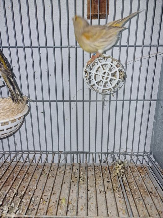 Plantel de canários para cedência