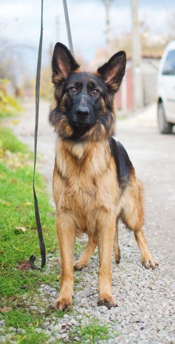 Щенки немецкой овчарки длинношерстные