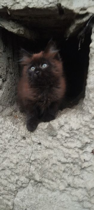 Безкоштовно котик
