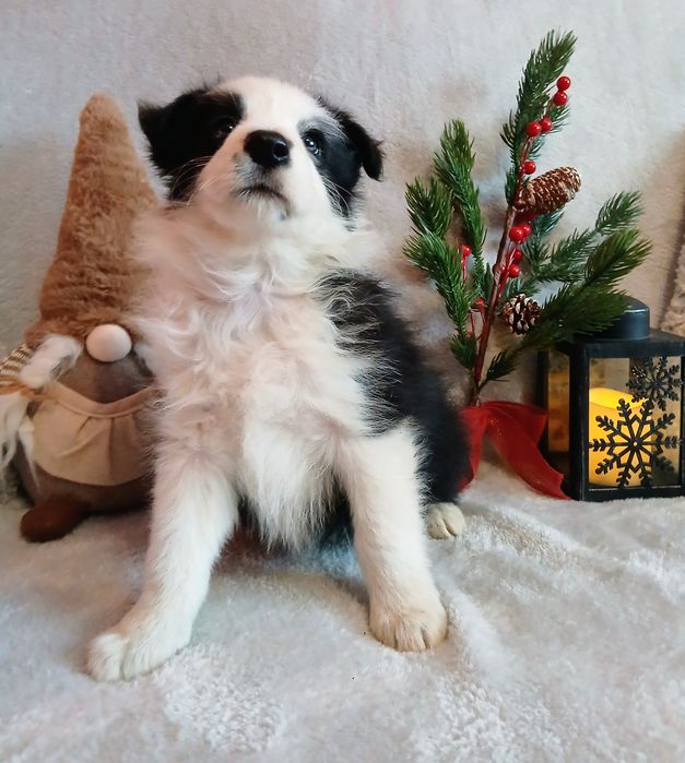 Border collie suczka z rodowodem