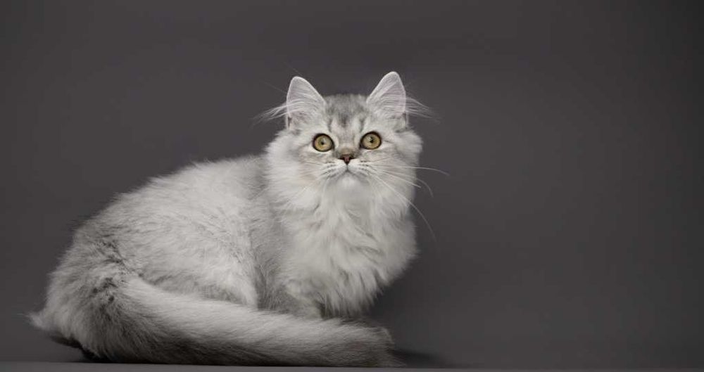 Розкішна срібляста кішечка