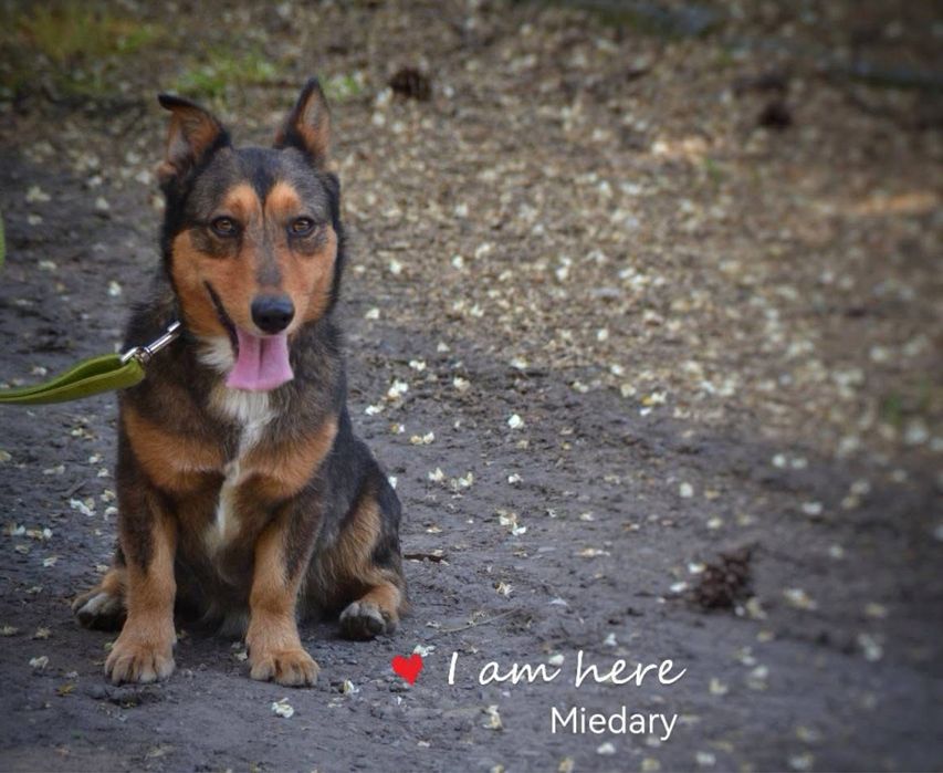 Cypisek szuka domu! Adopcja psa