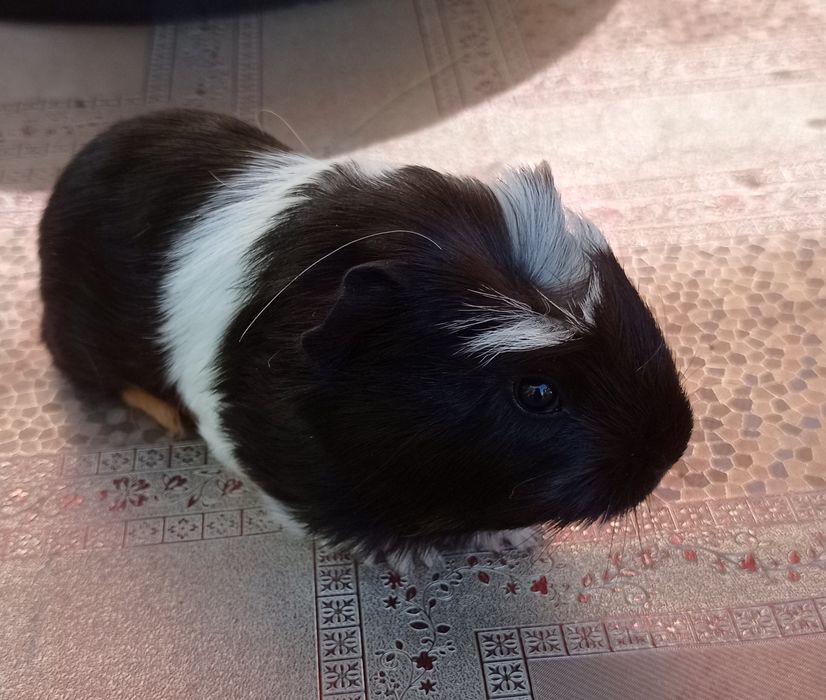 Морская свинка коронет
