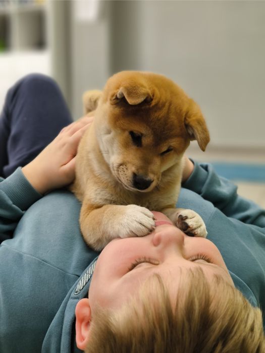 Shiba Inu śliczny piesk ZKwP/FCI