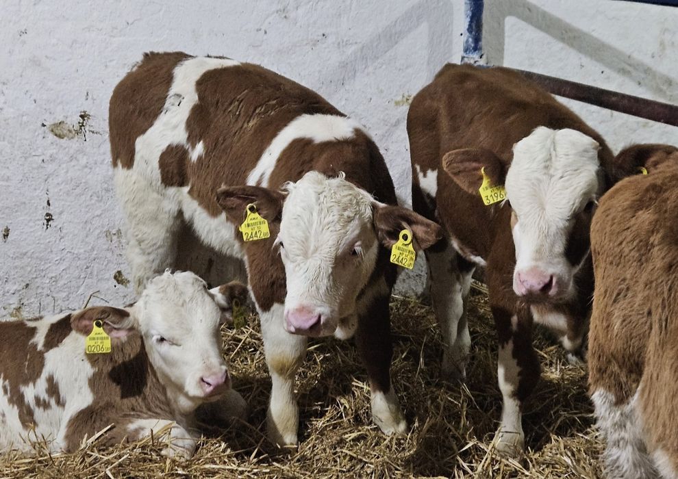 Byczki simentale 90/120 kg