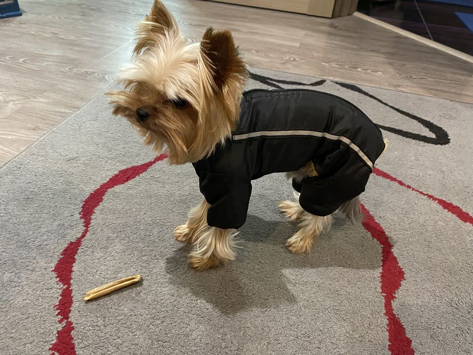 Теплий, зимовий комбінезон XS для міні йорка, чихуа та щеня