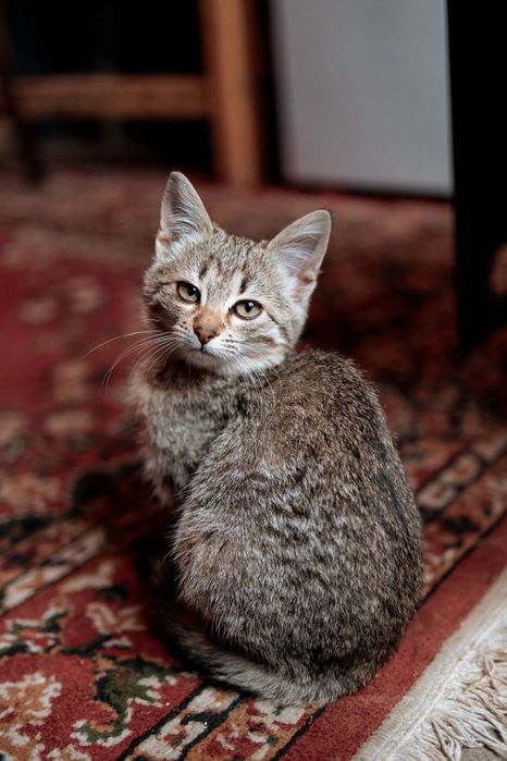 Oddam kociczki w dobre ręce