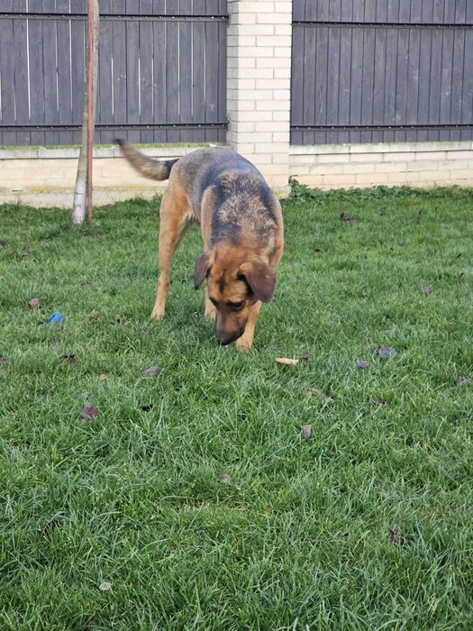 Michalinka 1,5 r większa piękna i łagodna  suczka do adopcji