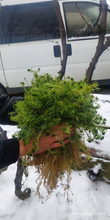 Мох сфагнум зелений свіжий свежий живой для орхидей улиток равликів