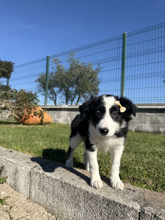 Border Collie Preta e Branca Fofa