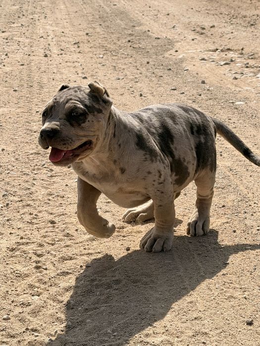 American Bully Xl