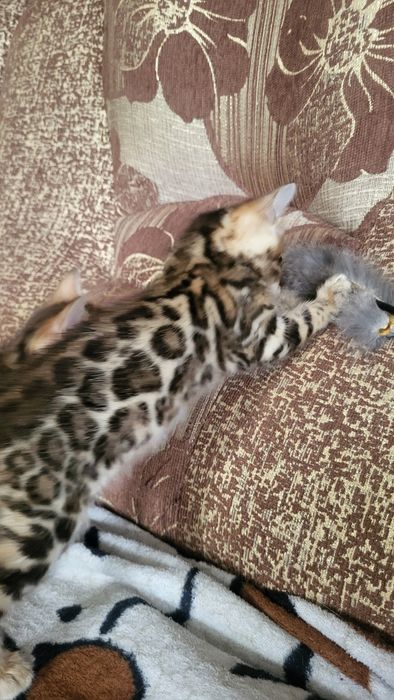 Бенгальские котята wcf.