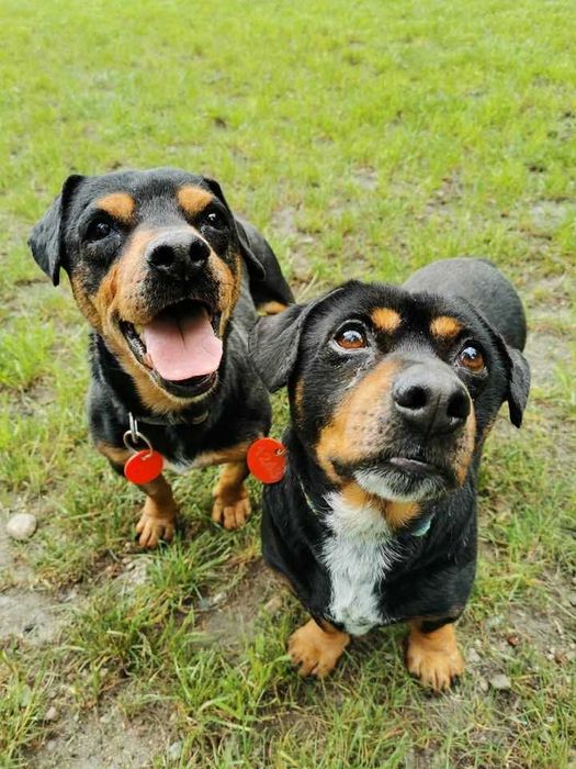 Rambuś i Neruś malutkie pieski trafiły do schroniska..