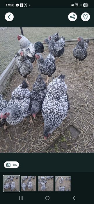 Jaja lęgowe wyandotte srebrzysta