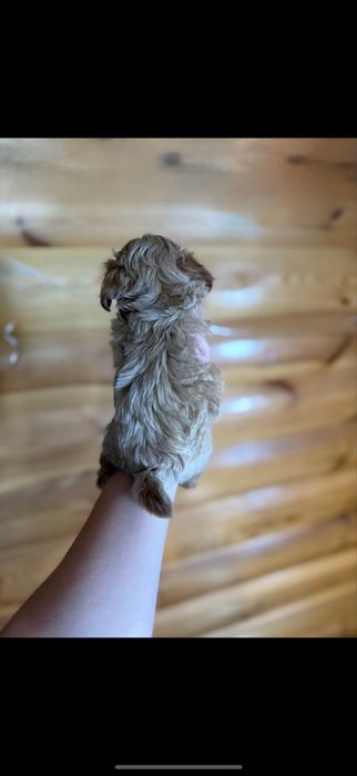 +Микро •мини Мальтипу•ДеВочка•!