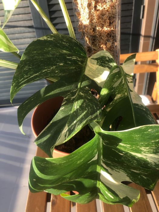 DUPLA Monstera Variegata Grande Porte