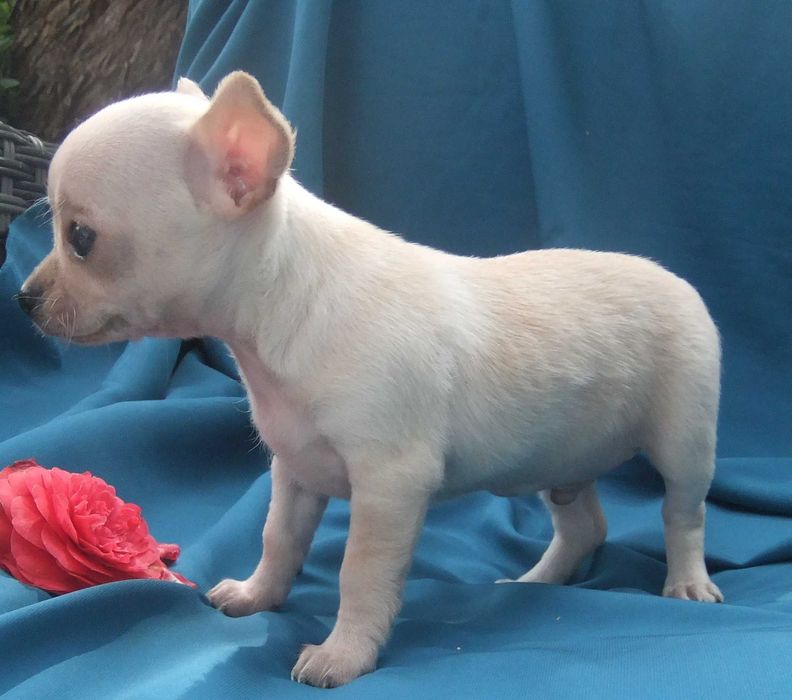Chihuahua  cachorro com qualidade