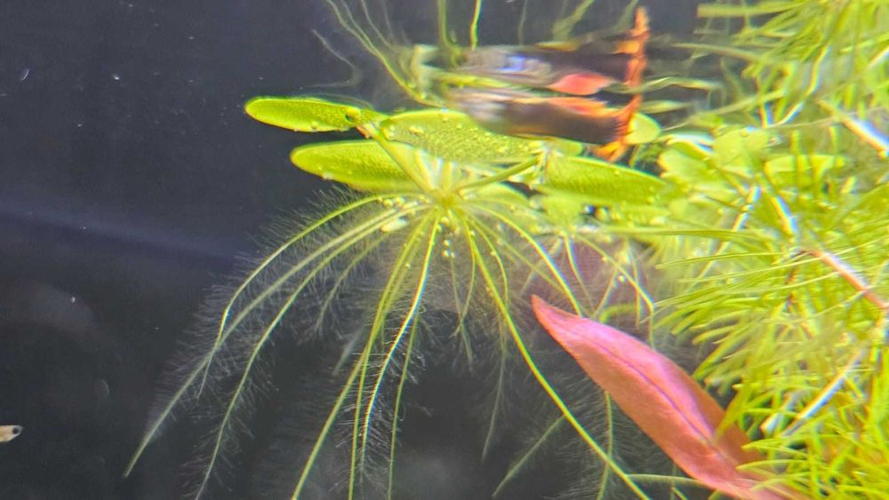 Limnobium laevigatum i inne rośliny Akwariowe