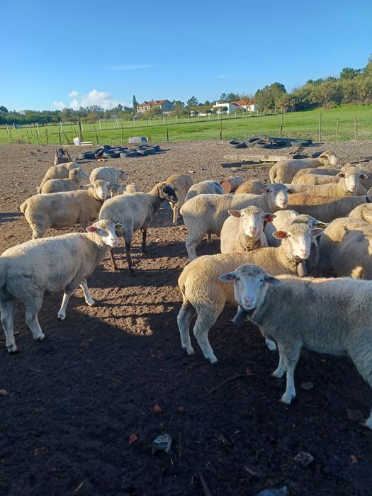 Estrume de Ovelha & Cabra