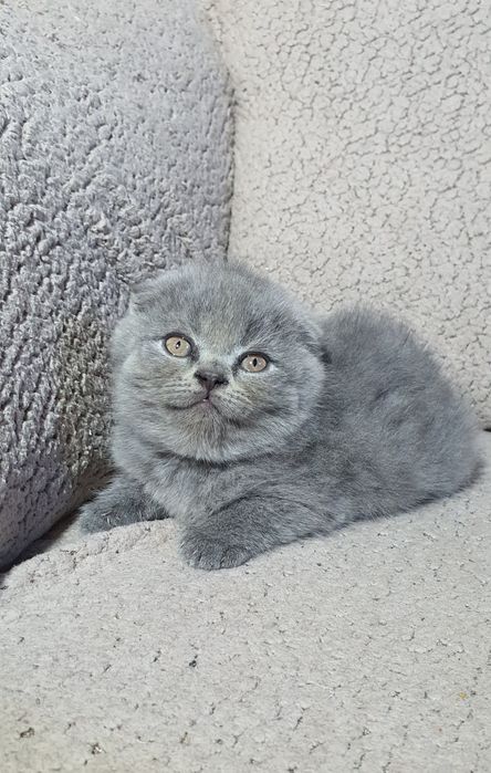 Веслоухие котята